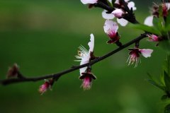 2018艺考生该怎么正确的学习声乐